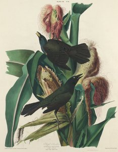 Fioletowy Grackle