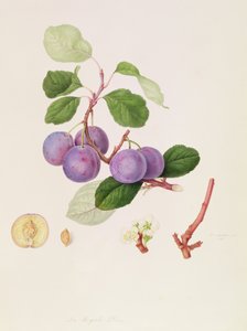 Śliwka królewska, 1815