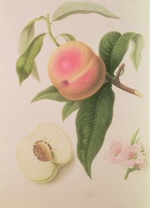 Szlachetna Brzoskwinia autorstwa William Hooker