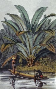 Palma autorstwa William Hooker