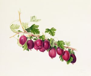 Fioletowy agrest