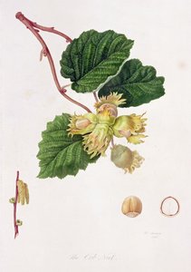 Orzeszek Cob, 1816 autorstwa William Hooker
