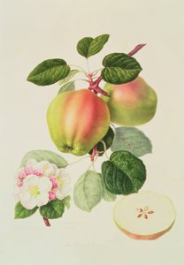 Holenderski Codlin, 1820