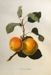 Kerry Pippin, z „Pomona Londinensis”, 1818
