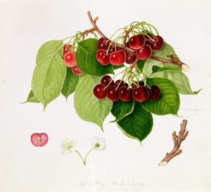 Wiśnia księcia majowego, 1815 autorstwa William Hooker