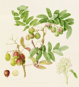 Jabłko kraba usługowego w kształcie gruszki, 1820 autorstwa William Hooker