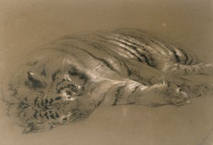 Śpiący tygrys, 1876 (ołówek i kreda na papierze)