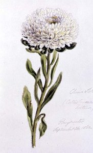 Aster chiński, malowany w Bayswater
