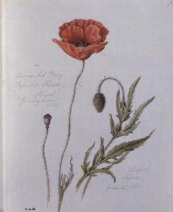 Common Red Poppy, malowany w Seaford, Sussex, 25 czerwca 1860 (akwarela na papierze)