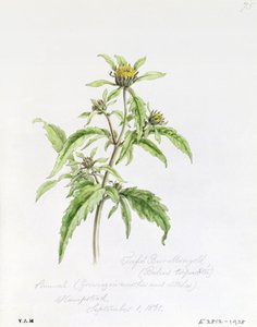 Trifid Burr-Marigold, namalowany w Hampstead, 1 września 1861