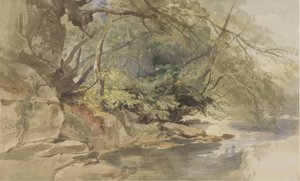 Twarz w Stapleton Wood, niedaleko Bristolu