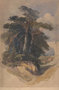 Sosny na Hampstead Heath autorstwa William James Muller