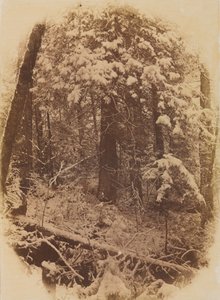 Bez tytułu Lasy w śniegu, 1859.