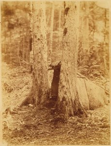 Bez tytułu, z portfolio The Forest: Adirondack Woods