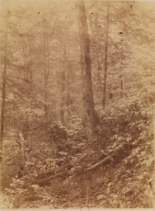 Bez tytułu, z portfolio The Forest: Adirondack Woods