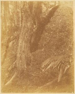 Bez tytułu, z portfolio The Forest: Adirondack Woods