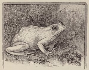 Żaba albinos (rycina) autorstwa William James Webbe