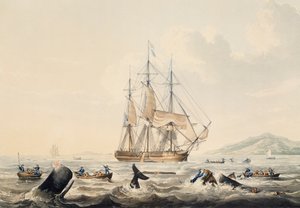 Wielorybnictwo w morzach południowych, rycina William John Huggins (1781-1845), 44x57 cm