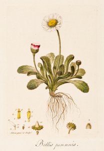 Odwieczne wojny, Daisy, c1770-1790.