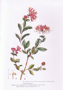 Wiciokrzew, Natura w Wielkiej Brytanii wydana przez Collins, 1946 autorstwa William Kilburn