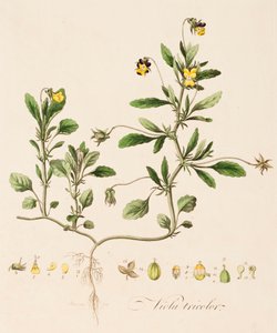 Altówka trójkolorowa, Dziki bratek, c1770-1790.