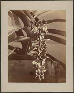 Storczyki, Cejlon autorstwa William Louis Henry Skeen