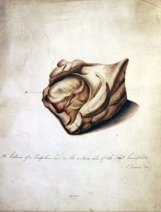 Study of the Brain II, ok.1850 (akwarela na papierze) autorstwa William Lover