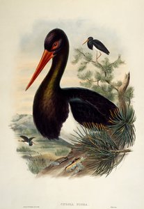 Black Stork (Ciconia nigra), litografia z Birds of Great Britain
