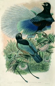 Blue Bird of Paradise (kolor lito)