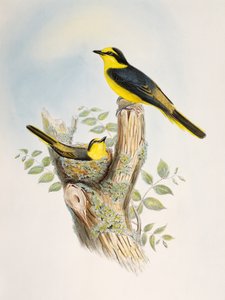 Minivet brunatny (Pericrocotus cantonensis), litografia z Birds of Asia autorstwa William Matthew Hart