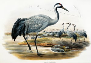 Żuraw zwyczajny (Grus cinerea), litografia z Birds of Great Britain