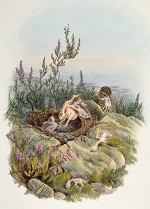 Kukułka zwyczajna, John Gould (1804-1881), litografia Williama Matthew Harta (1830-1908), Wielka Brytania autorstwa William Matthew Hart