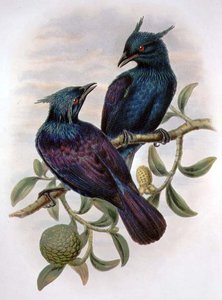 Phonygama Purpureiviolacea (kolor lito) autorstwa William Matthew Hart