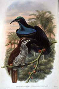 Ptiloris Magnificus, strzelec rajski (kolor lito) autorstwa William Matthew Hart