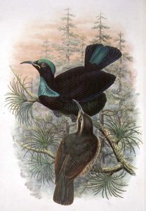 Ptiloris Victoriae, Rajski Ptak Strzelca Wiktorii (litografia kolorowa)