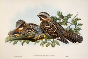 Lelek rdzawoszyjki (Caprimulgus ruficollis), litografia z Birds of Great Britain