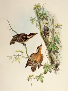 Sunda Woodpecker (Dendrocopos moluccensis), litografia z Birds of Asia autorstwa William Matthew Hart