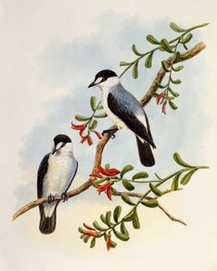 Torrent Robin (Monachella muelleriana), grawerowanie przez Williama Matthew Harta (1830-1908), Wielka Brytania