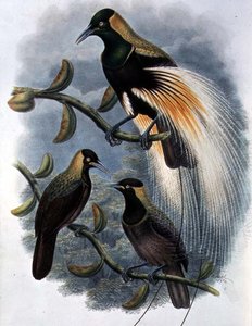 Trichoparadisea Gulielmi (kolor lito)