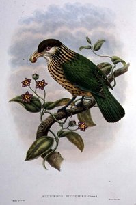 Catbird białouchy - Ailuroedus Buccoides (kolor lito)