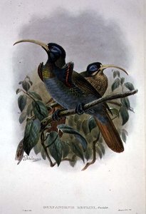 Rajski ptak sierpowaty (kolor lito) autorstwa William Matthew Hart