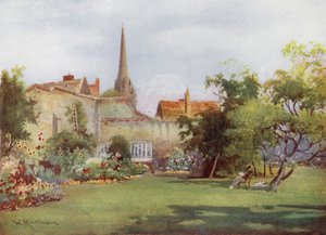 Miltons Mulberry Tree w Fellows Garden, Christs College