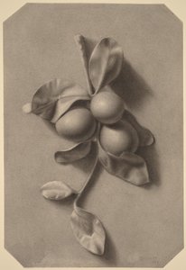  autorstwa William Michael Harnett