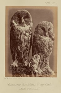 Cinereous Owl; Wielka szara sowa. Samiec i samica autorstwa William Notman