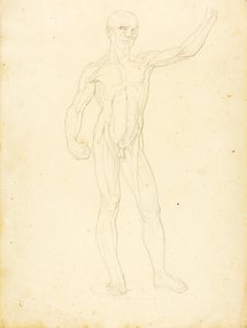 (Ecorche, widok z przodu) autorstwa William Page