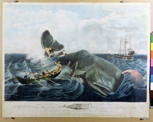 Złapanie kaszalota, rytowane przez J. Hilla, opublikowane 1835
