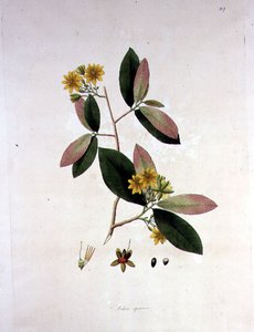 Ochna squarrosa, iliustracija iš „Koromandelio pakrantės augalai“polis autorstwa William Roxburgh