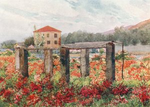 Ogród różany, Bordighera (kolorowa litografia) autorstwa William Scott