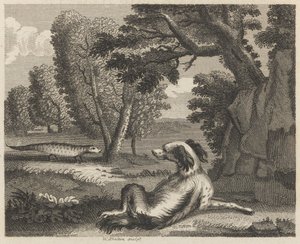 Spaniel i kameleon autorstwa William Skelton