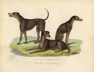 Ogary afrykańskie w ogrodach Towarzystwa Zoologicznego. autorstwa William Smellie